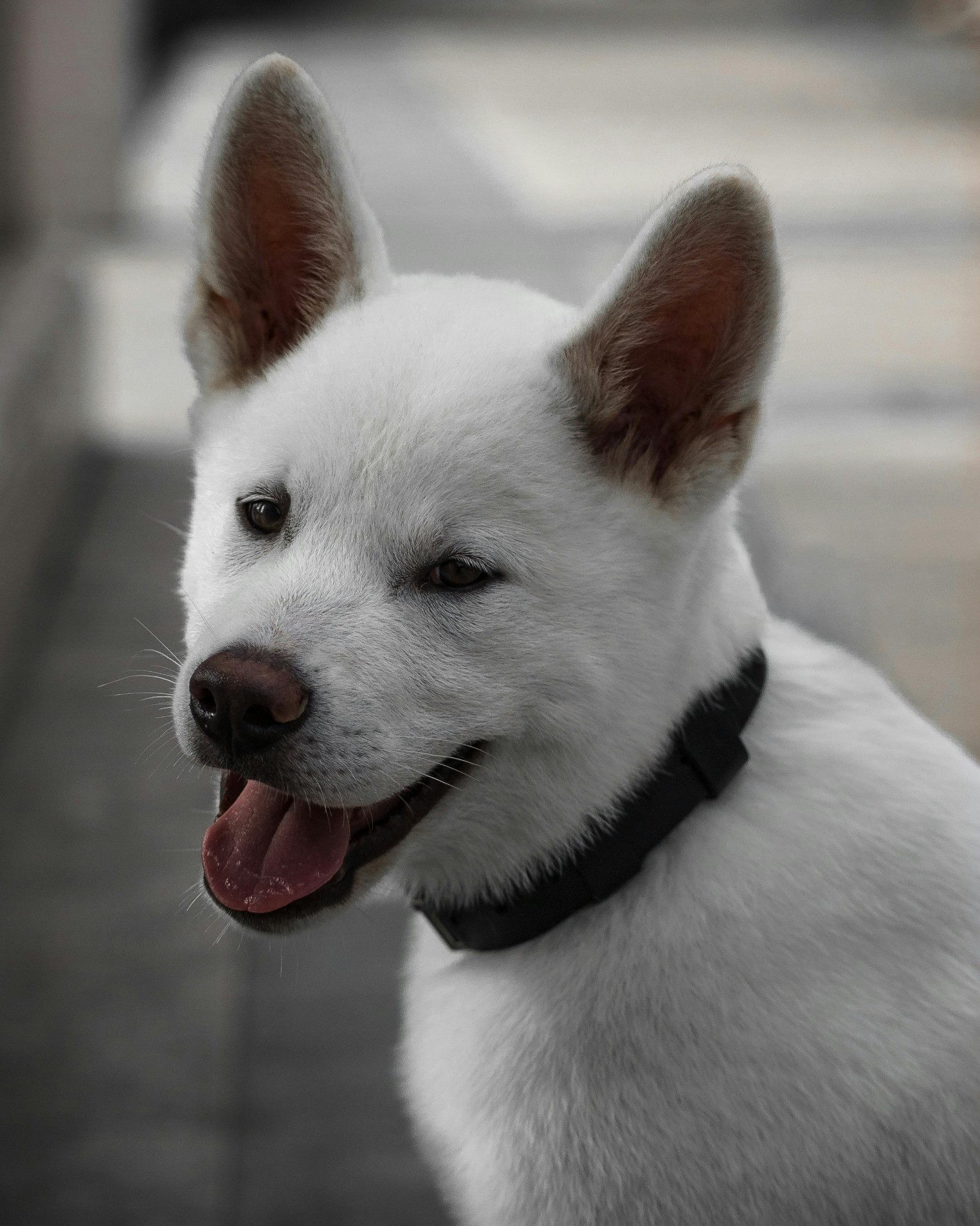 Original photo of a white dog
